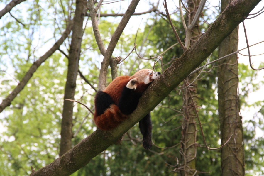 Красная панда спит на дереве