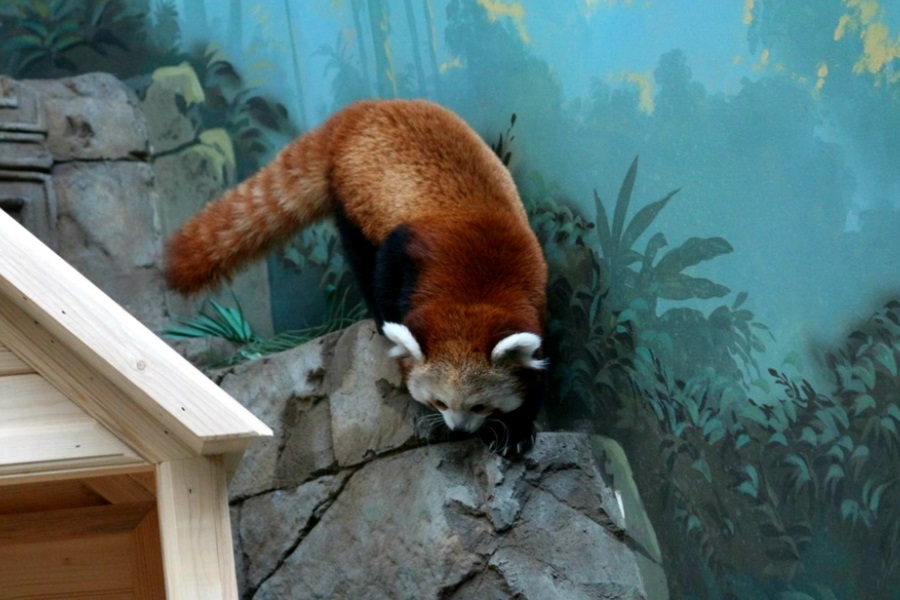 Красная панда в зоопарке