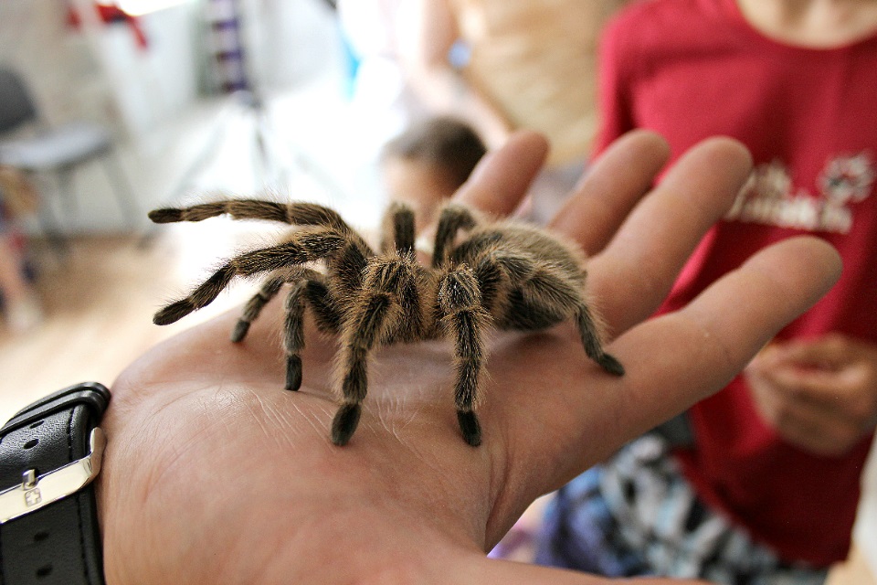 Большой паук на руке