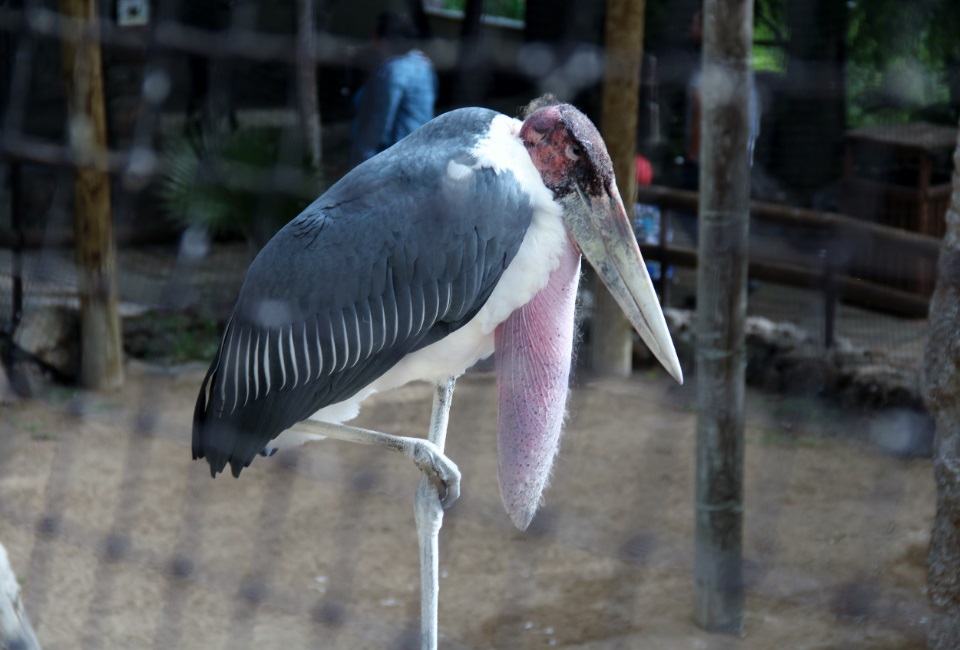Птица Марабу стоит на одной ноге